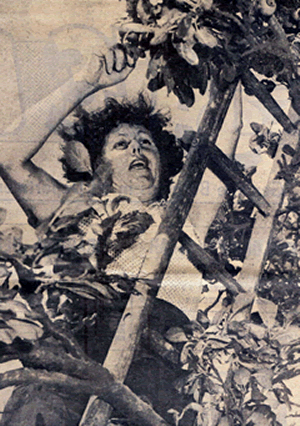 Audrey Giddens on a ladder, picking plums.